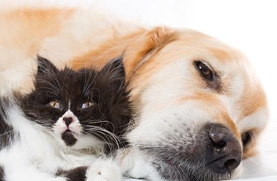 阿比西尼亚猫怎么洗澡阿比西尼亚猫洗澡注意