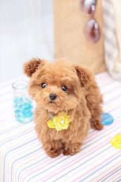 怎么纠正猫咪的异常行为猫咪的3种异常行