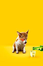 怎么训练缅因猫装死科学的训练技巧