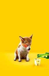 怎么训练缅因猫装死科学的训练技巧