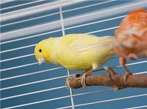 狗狗一天大便几次小狗要少食多餐