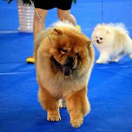 泰迪熊贵宾犬的特点是什么