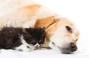 北京犬好养吗京巴狗好不好养