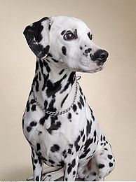 秋田犬性格缺点是什么