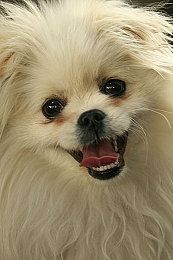 博美犬怎么看多大