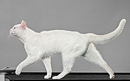 猫打喷嚏怎么回事4个原因易致猫咪打喷嚏